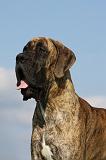 DOGUE ALLEMAND 318